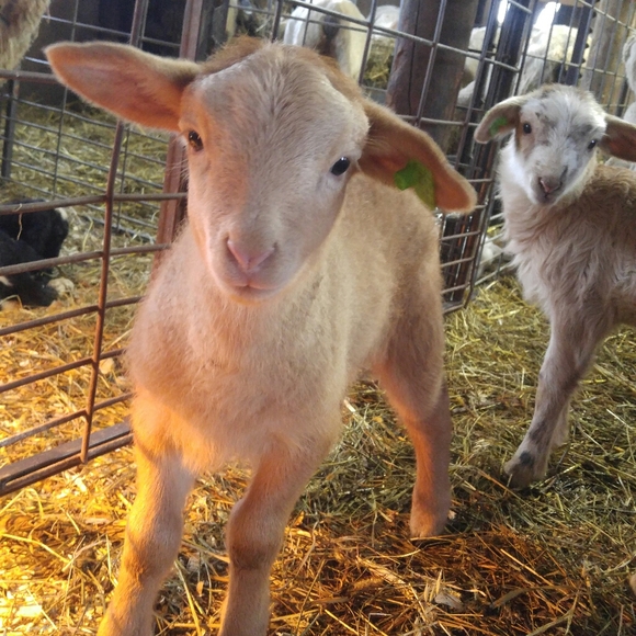 Meet your Posher, Stacey - Picture 2 of 8